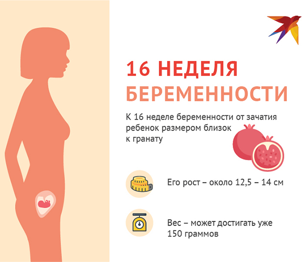 16 неделя беременности от зачатия